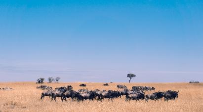 【尼羅河的低語】<埃及游輪10天>乘坐海南航空公司，全程直航，特別包含開羅阿斯旺內(nèi)陸航班！